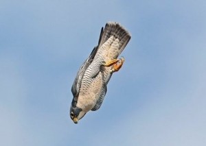 Diving Peregrine falcon - adidarwinian