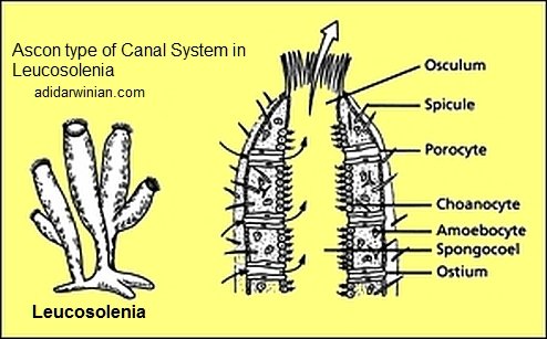 Porifera The Biology Of Sponges Adidarwinian Osculum synonyms, osculum pronunciation, osculum translation, english dictionary definition published by houghton mifflin harcourt publishing company. adidarwinian