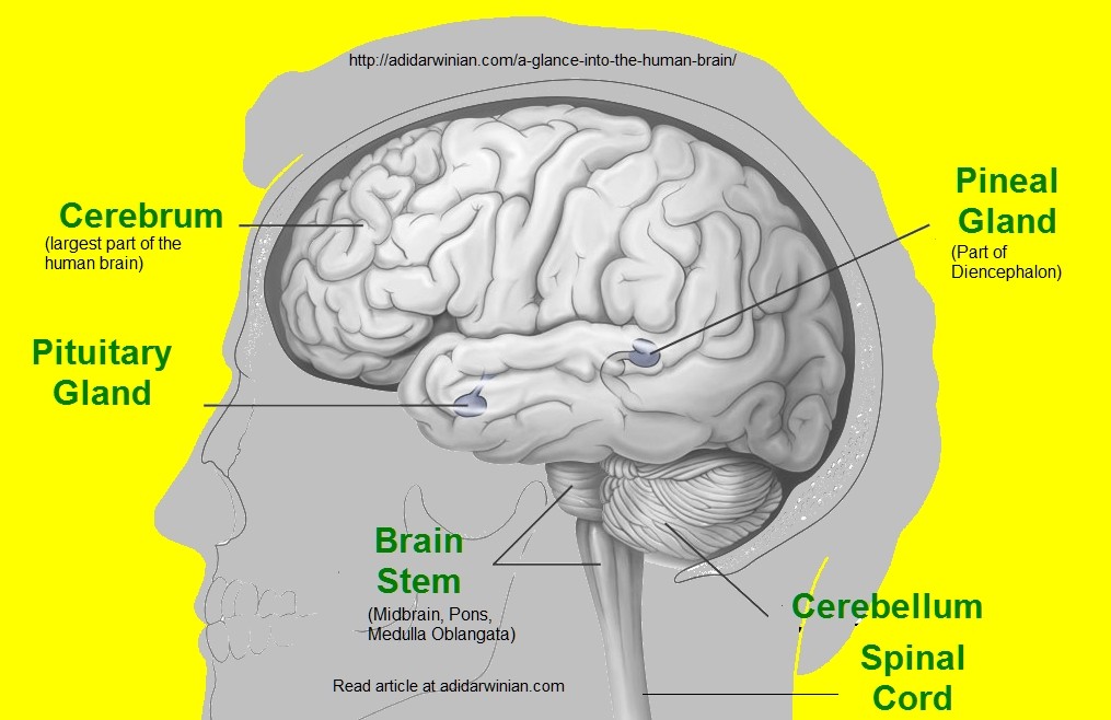 A Glance into the Human Brain - Adidarwinian