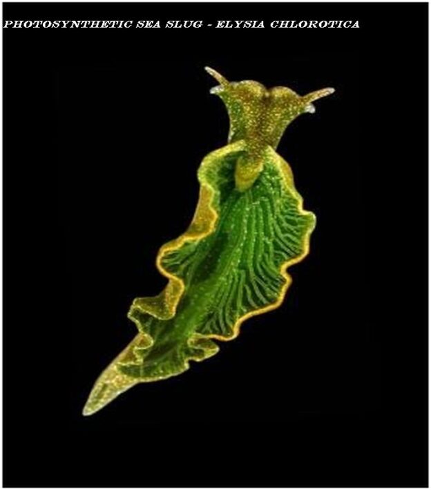 Photosynthetic Sea Slug - Elysia chlorotica - adidarwinian