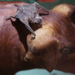 The Blood Feeding Vampire Bats – The Sanguivorous Mammals!!