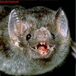 The Blood Feeding Vampire Bats Videos