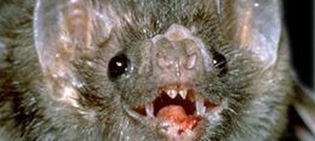 The Blood Feeding Vampire Bats videos adidarwinian1