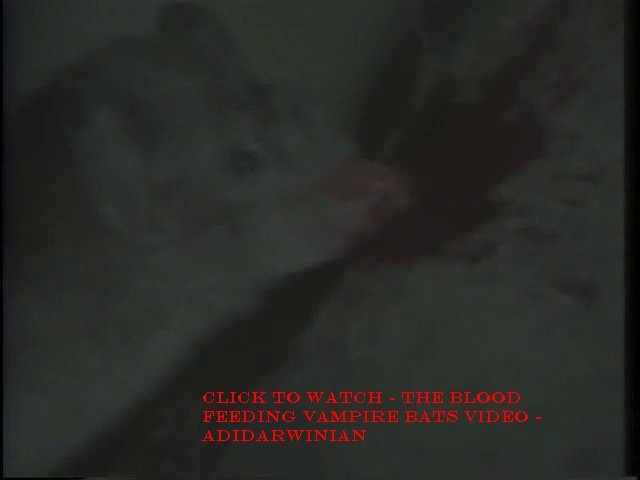 The Blood Feeding Vampire Bats Video - adidarwinian