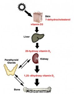 Health and Vitamin D – The Vital Connection