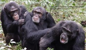 Chimps Need Your Help - adidarwinian