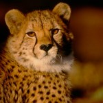 Cheetah - Acinonyx - adidarwinian