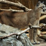 Cougar -adidarwinian