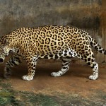Jaguar - Panthernae - adidarwinian