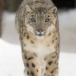 Snow Leopard - Panthernae - adidarwinian