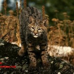 Bobcat - adidarwinian