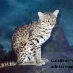 Geoffroy's Cat - addarwinian