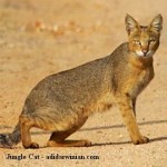 Jungle Cat - adidarwinian