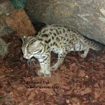 Leopard Cat - adidarwinian