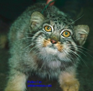 Pallas' Cat - adidarwinian