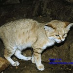 Sand Cat - adidarwinian