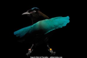 Superb Bird of Paradise - adidarwinian