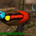 The Exquisite Birds of Paradise – History and Mystery Deciphered!!