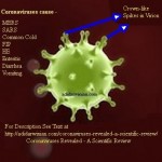 Coronaviruses Revealed – A Scientific Review