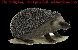 The Hedgehog the Spiny Ball adidarwinian