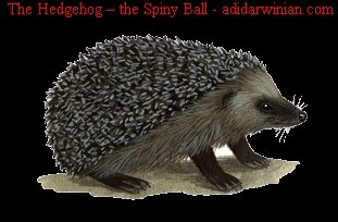 The Hedgehog the Spiny Ball adidarwinian