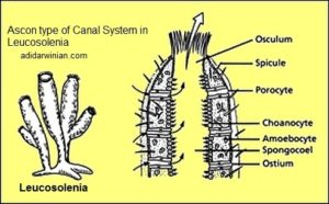 which direction does water move through sponge canals