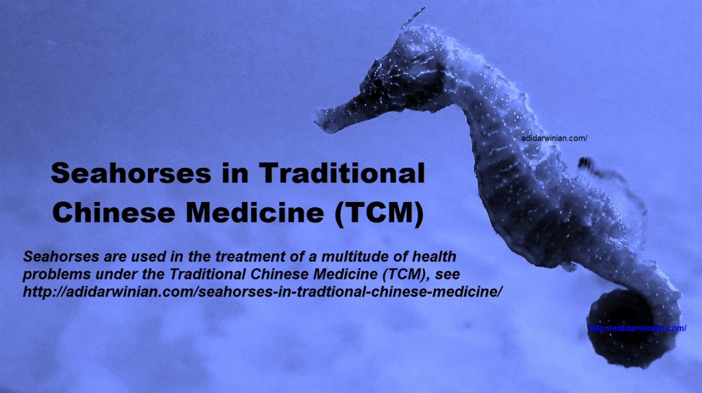 seahorses in trditional chinese medicine adidarwinian