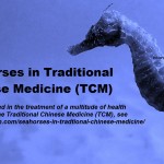 Seahorses in Traditional Chinese Medicine (TCM)