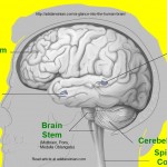 A Glance into the Human Brain