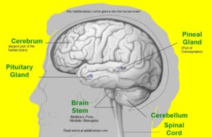 A Glance into the Human Brain adidarwinian