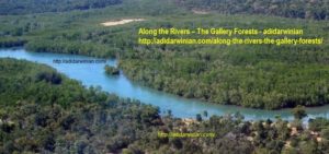 along the rivers - the gallery forests adidarwinian